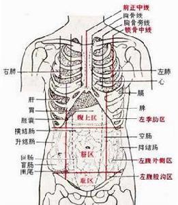 (1)上横线:通过两侧肋最低点的连线.