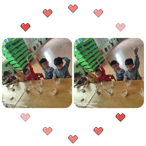 金星幼儿园蒙班科学实验观察课——《有趣的溶解》