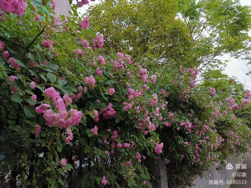 近200米的蔷薇花爬墙出院.