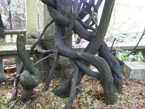 下面的两幅图片,一张是这株紫藤根部的全部写