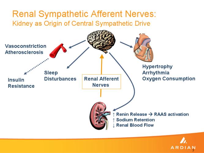 trial 肾脏去神经化治疗高血压临床研究htn-2原文 renal sympathetic