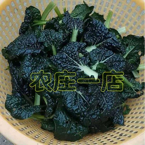 黑油一号黑白菜种子春不老小白菜青菜油菜春四季蔬菜籽秋冬季种植