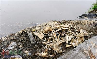 "神秘屋"附近累累的动物尸骨