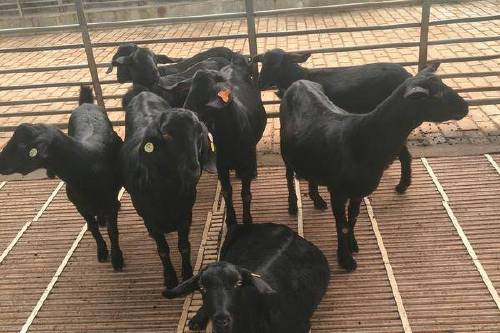 0/只 山羊品种,金堂黑山羊,努比亚黑山羊