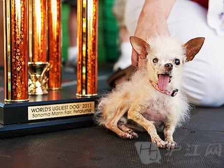 萌宠大本营:世界最丑小狗到底是有多丑