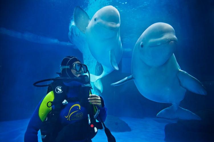 武汉海昌极地海洋公园