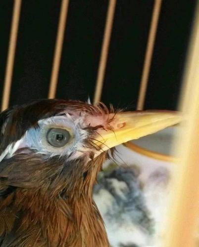 鸟友汇画眉眼道用图分析