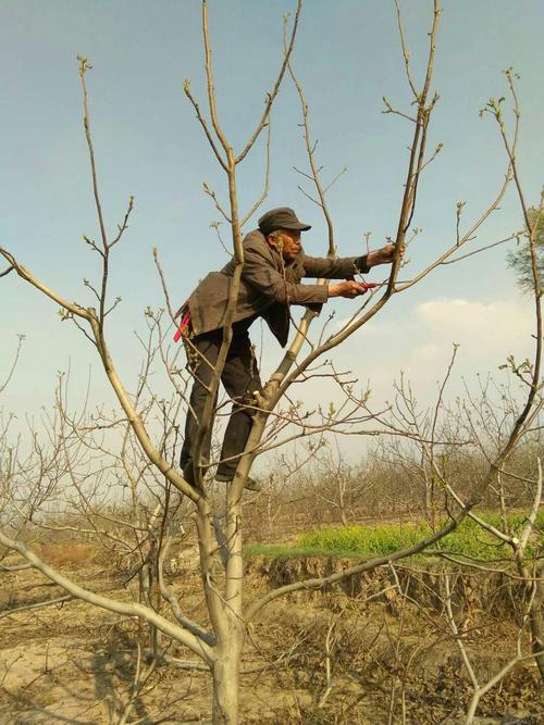 核桃树修剪