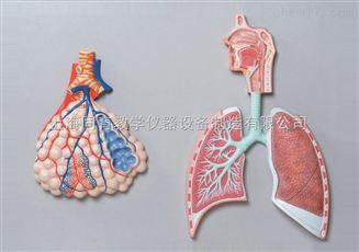 呼吸系统浮雕模型|高级人体解剖医学模型