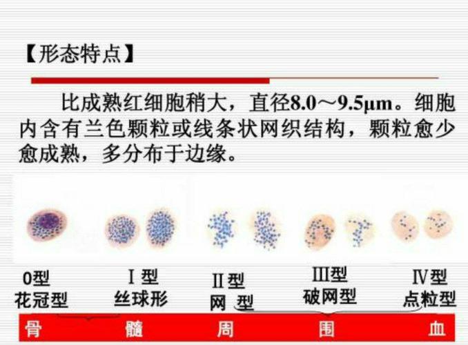 贫血为什么要查网织红细胞
