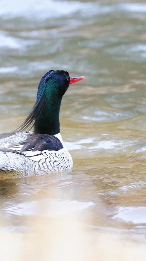 中华秋沙鸭,是鸟类中最古老的物种之一