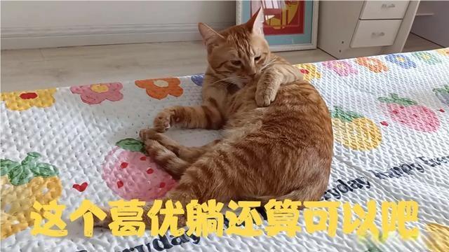 一只葛优躺无忧无虑的猫今天惹事了打了玩具强烈推荐互访