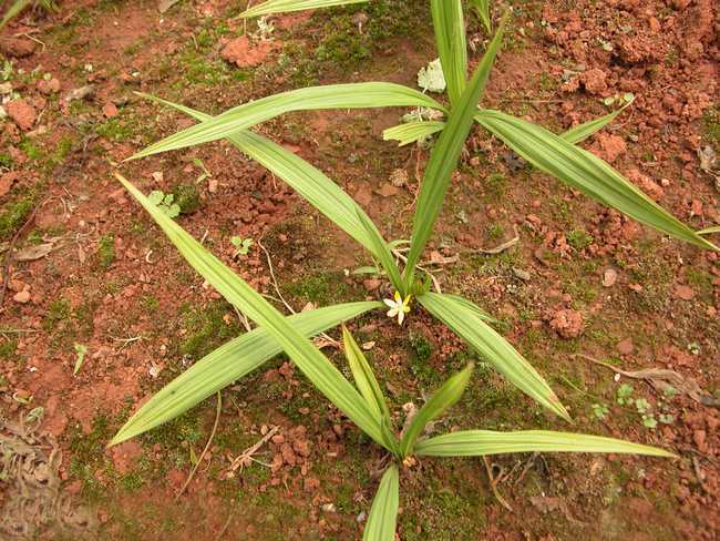 仙茅功效与作用