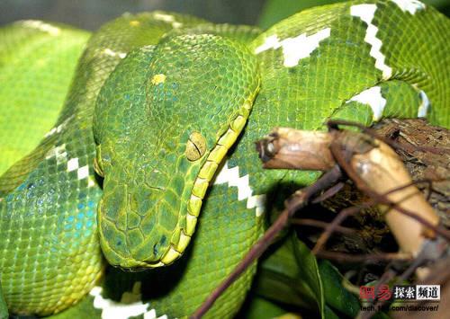 [图集]蛇中之王:王蛇