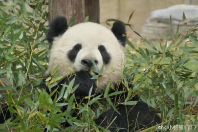 啦啦啦,啦啦啦,我是快乐的小宝宝,竹笋竹子我最爱,还有漂亮的小芊金
