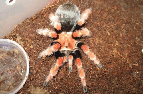 洪都拉斯卷毛也是一种性情比较柔和的蜘蛛,虽然它在体色方面没有突出