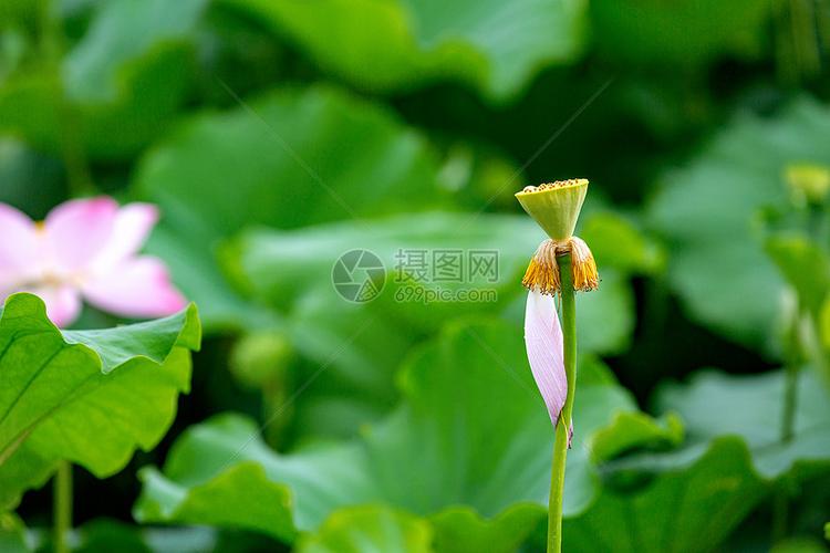 荷花莲蓬
