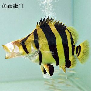 虎鱼活体鱼_虎鱼活体鱼价格_虎鱼活体鱼淘宝天猫货源 - 阿里巴巴找货