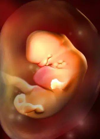 0-40周胎儿在子宫内的样子,快看看你家宝宝现在长啥样