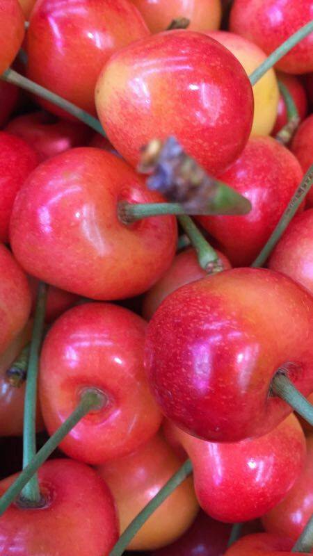 大连旅顺自家樱桃园,现摘现卖,品种有美早,佳红金顶红,雷尼