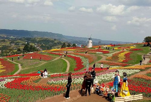 西部农庄观光园花海随拍