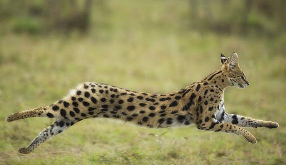 薮猫在中国合法吗