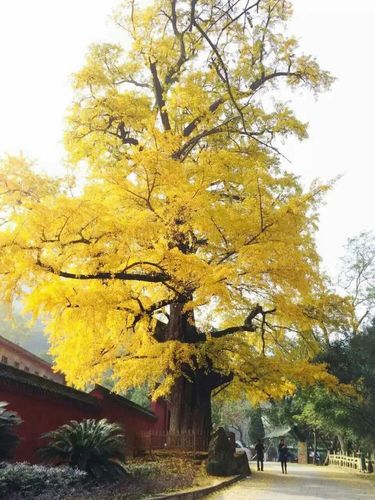 银杏树:距今一千二百余年,需六人方可合围,果与叶皆是治疗高血压的