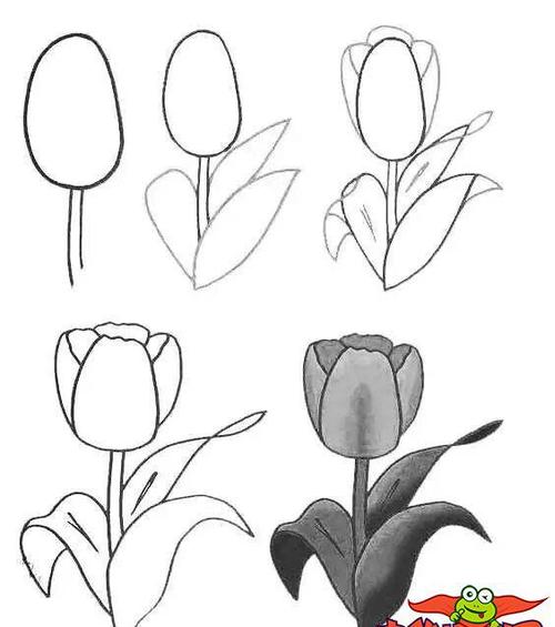 郁金香简笔画教程,郁金香怎么画