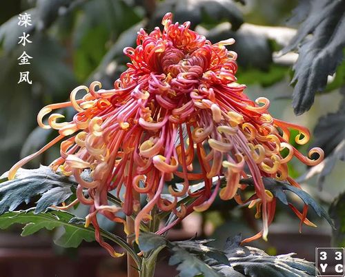 济南趵突泉第38届菊花展2品种菊上