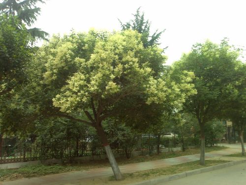 关于女贞树的作用还有很多,欢迎大家补充评论留言,谢谢.