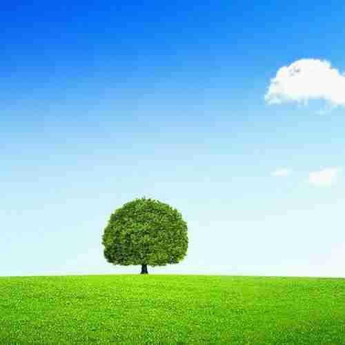 树的微信头像图片