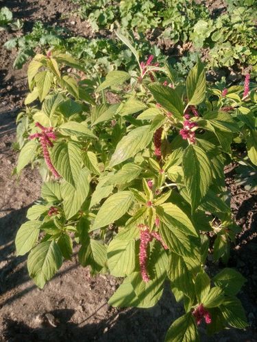 日月峡中草药:西天谷(红苋菜)