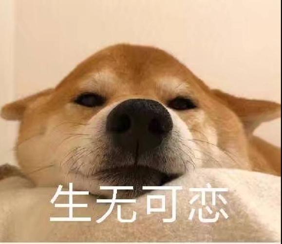生无可恋(狗狗)表情包 - 表情图