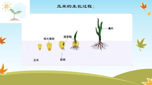 松松土,浇浇水,健康的玉米种子开始发芽