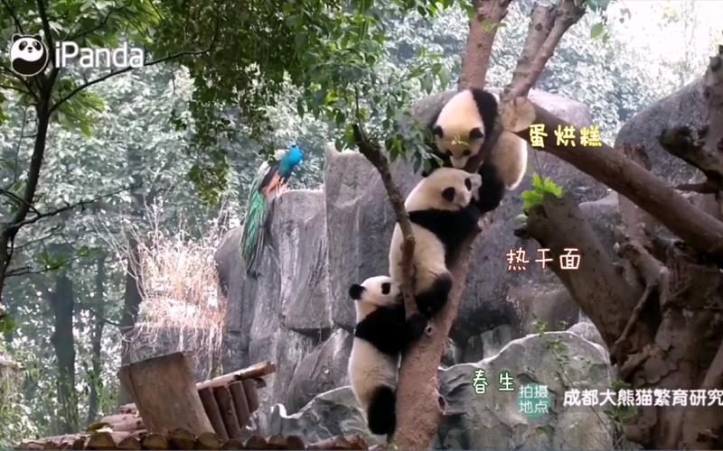 大熊猫热干面蛋烘糕春生熊猫树上熊猫果