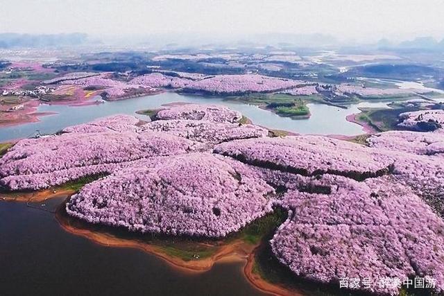 探访平坝农场樱花园,50万株樱花竞相怒放,美若仙境