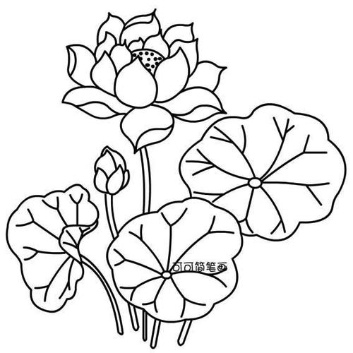 好看的植物简笔画风信子简笔画