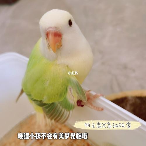 牡丹鹦鹉宝宝苹果绿奥闪来袭91_牡丹_牡丹鹦鹉_宠物