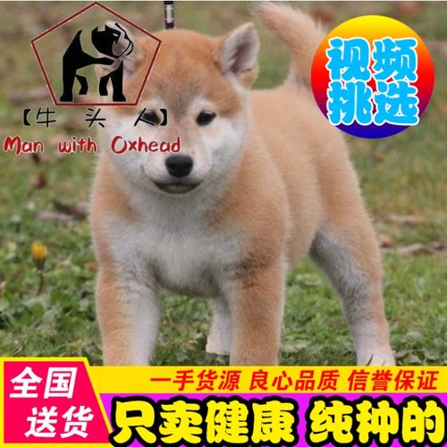 淘宝$800折后价$800无锡纯种日本柴犬秋田犬 纯种秋田幼犬 忠八公犬