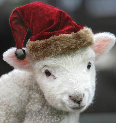 1979年属羊是什么命