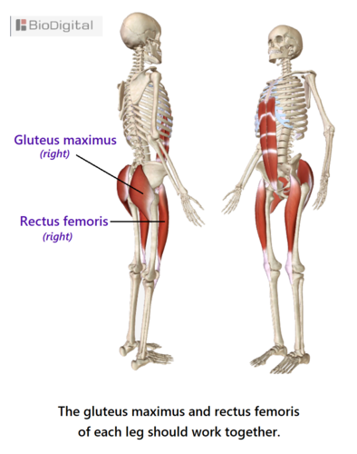 without effort or strain, possible when the gluteus maximus and