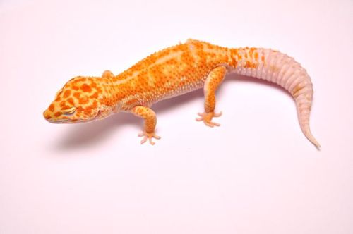 壁虎里面的"大美人"——豹纹守宫,越来越受到人们的喜爱