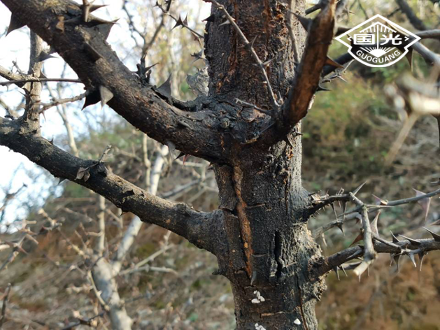 花椒树常见病害,您种的花椒树冬季涂白了吗?