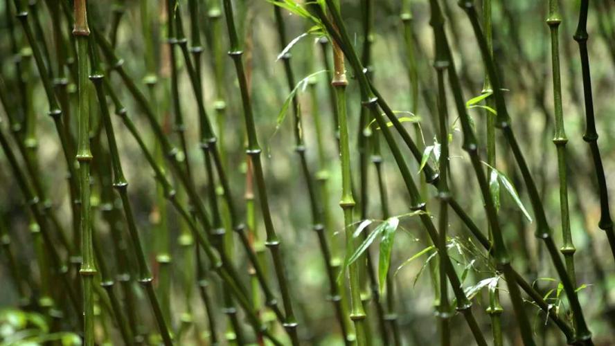 美丽云南(第二季)| 筇竹与中国传统文化——美物:筇竹