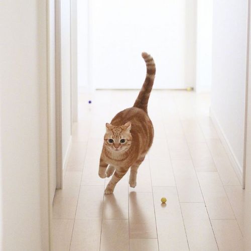 一只奔跑的橘猫.