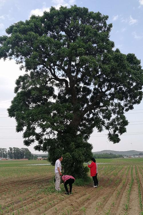 此树高大挺拔,端庄大气,郁葱葱枝繁叶茂.