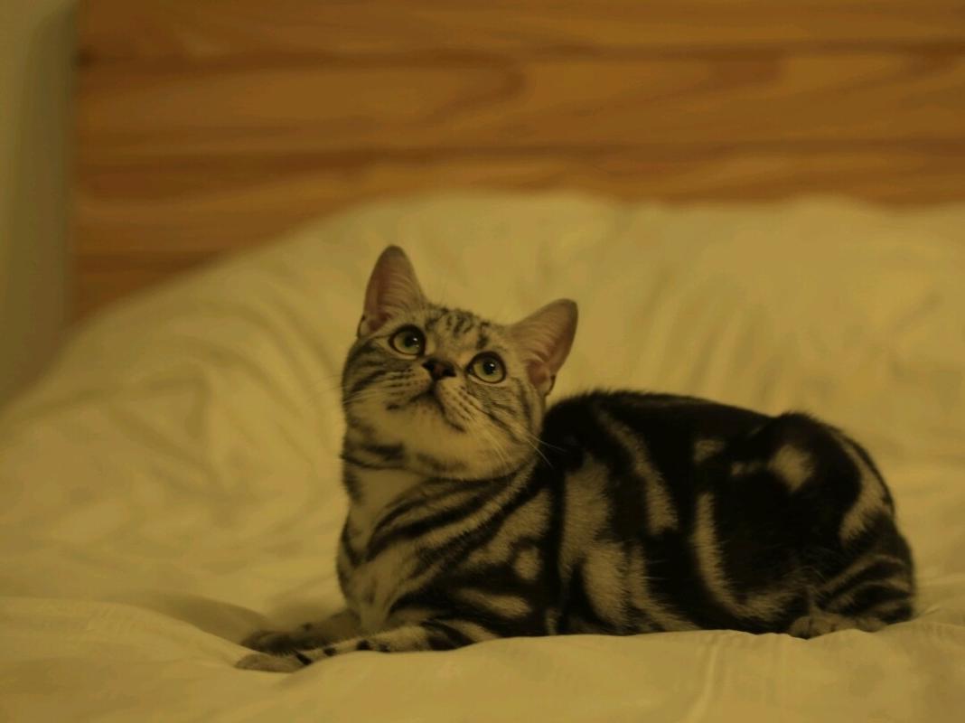 美国短毛猫银虎斑标准斑纹