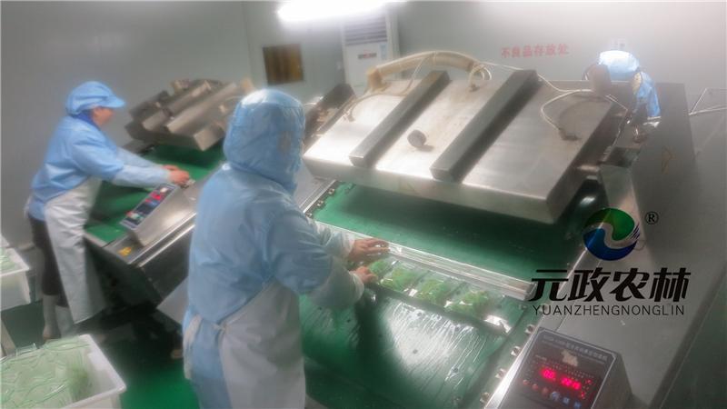 贡菜厂家|贡菜加工基地|元政农林