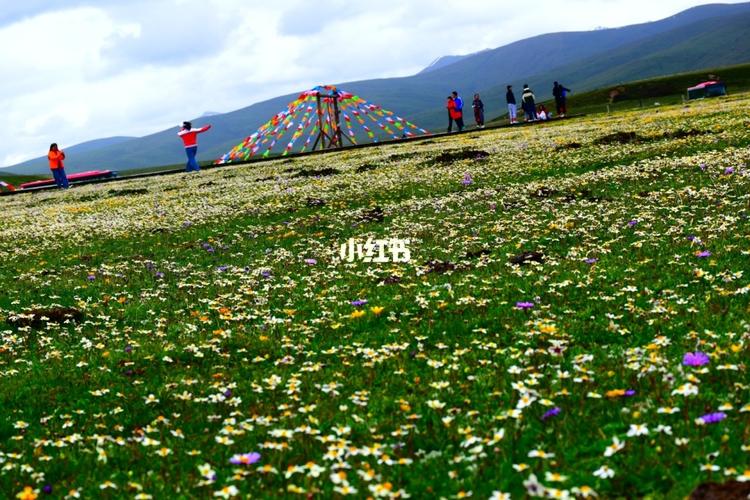 别错过五彩斑斓的花海仙境_花海_俄么塘花海景区二号露营地自由行热门