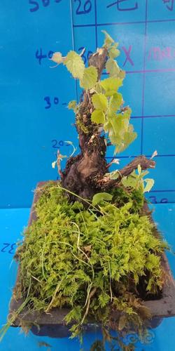 昨天上山喜得一颗野葡萄老桩